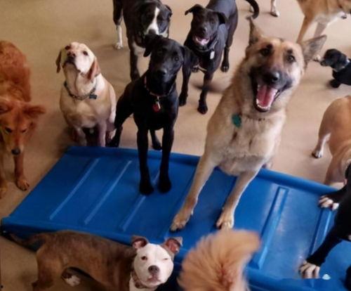 呆狗看爆料视频是真的吗,真相揭秘还是虚假炒作？  第2张